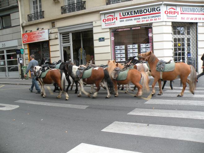  chevaux, rue de Fleurus